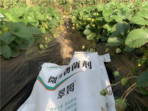 水溶肥，拉姆拉，翠姆
