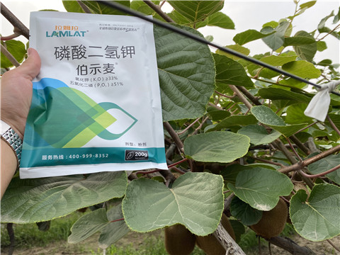 磷酸二氫鉀，拉姆拉，伯示麥