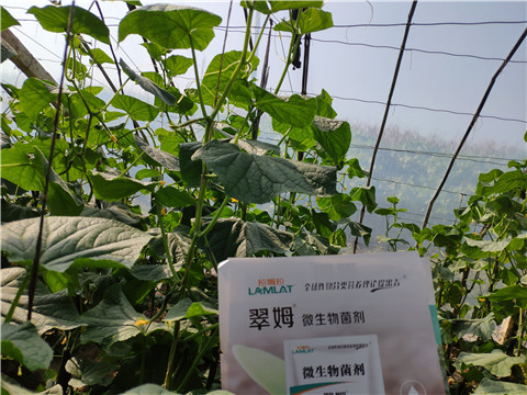 水溶肥，拉姆拉，翠姆