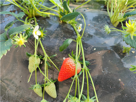 微生物菌劑，拉姆拉，翠姆