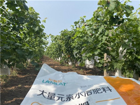 大量元素水溶肥，拉姆拉，翠姆