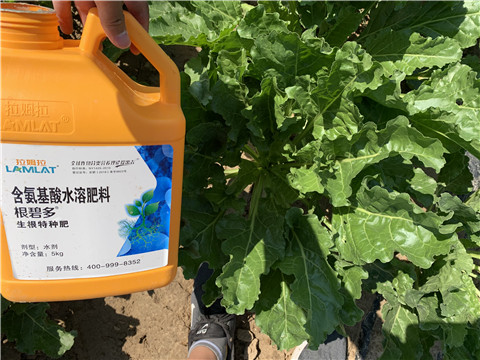 水溶肥，拉姆拉，翠姆