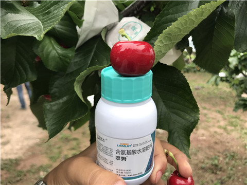 水溶肥，拉姆拉，翠姆