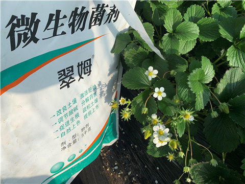 微生物菌劑，拉姆拉，翠姆