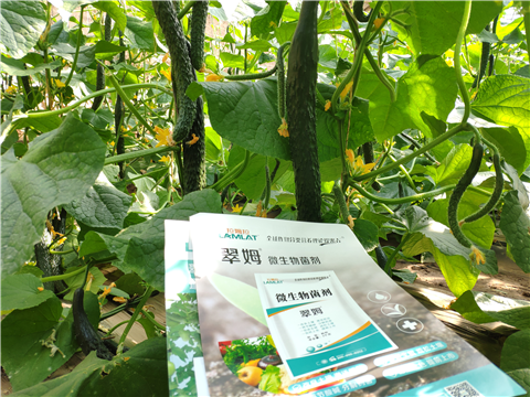 水溶肥，拉姆拉，翠姆