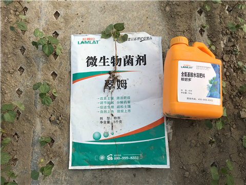 葉面肥，拉姆拉，翠姆
