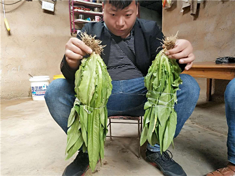 水溶肥，拉姆拉，翠姆