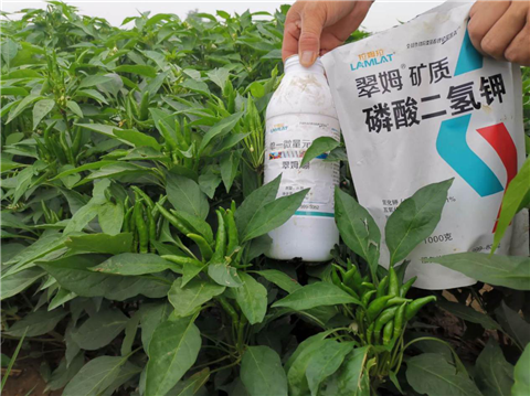 水溶肥，拉姆拉，翠姆
