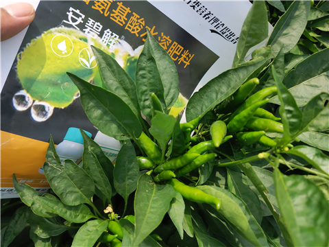 水溶肥，拉姆拉，翠姆