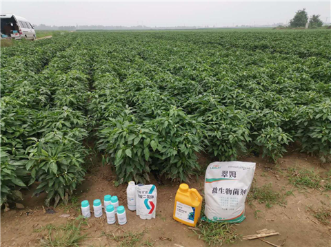 水溶肥，拉姆拉，翠姆