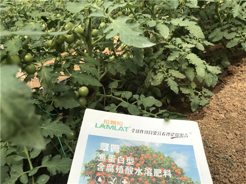 水溶肥，拉姆拉，翠姆