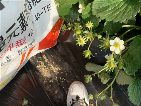 水溶肥，拉姆拉，翠姆