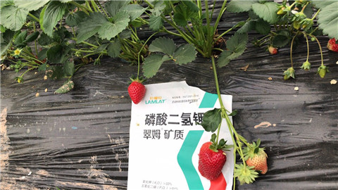 磷酸二氫鉀，拉姆拉，翠姆