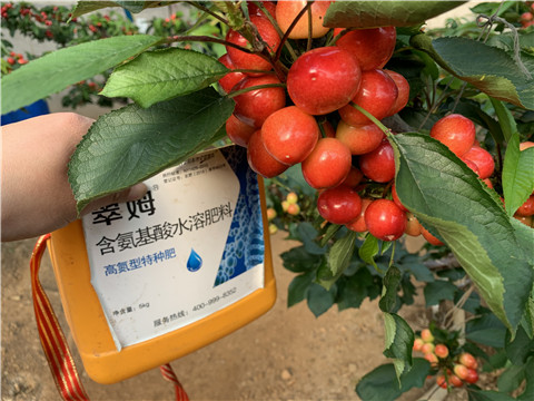 水溶肥，拉姆拉，翠姆
