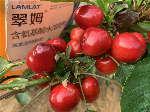 水溶肥，拉姆拉，翠姆