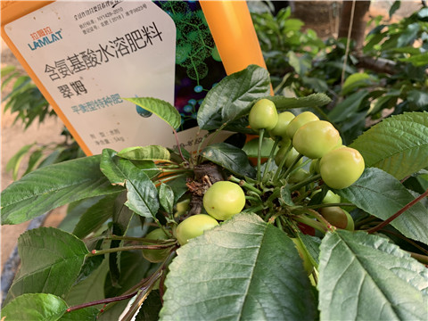 氨基酸水溶肥，拉姆拉，翠姆