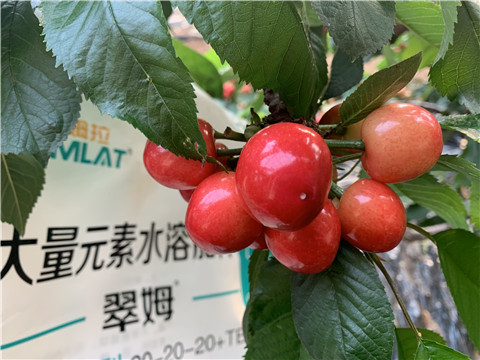 大量元素水溶肥，拉姆拉，翠姆