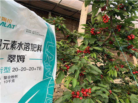 大量元素水溶肥，拉姆拉，翠姆