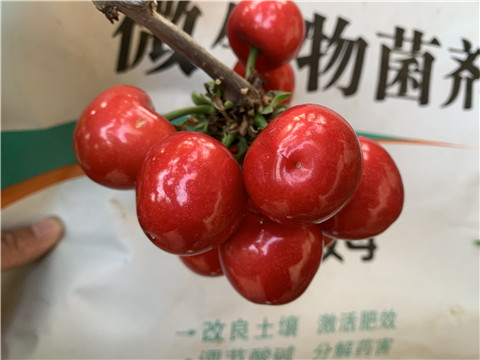 水溶肥，拉姆拉，翠姆