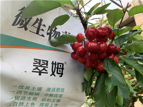 水溶肥，拉姆拉，翠姆