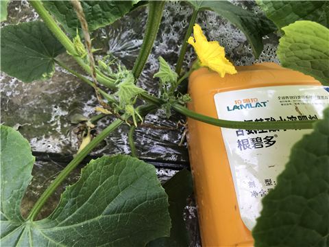 水溶肥，拉姆拉，翠姆