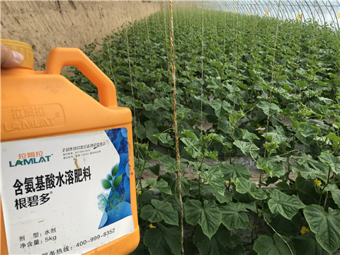 水溶肥，拉姆拉，翠姆