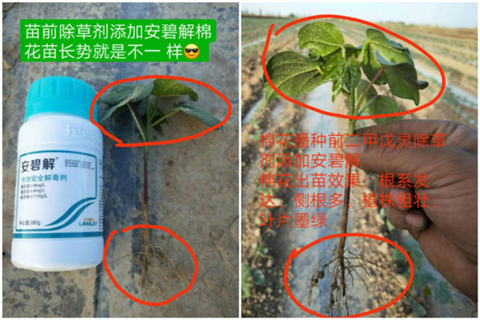 安碧解，拉姆拉，翠姆