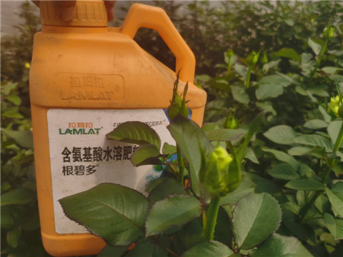 生根劑，拉姆拉，翠姆