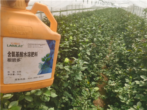 生根劑，拉姆拉，翠姆