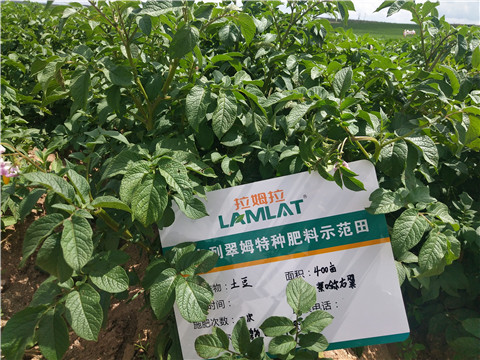 安碧解，拉姆拉，翠姆