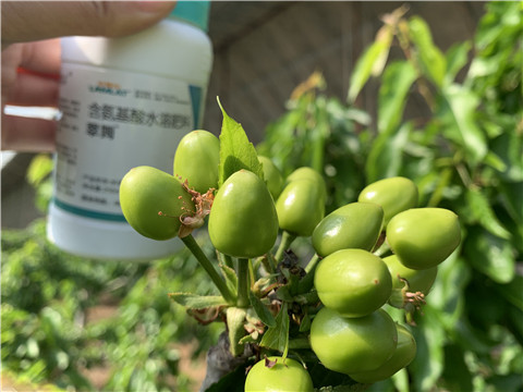 氨基酸水溶肥，拉姆拉，翠姆