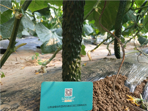 小分子有機(jī)碳，拉姆拉，翠姆