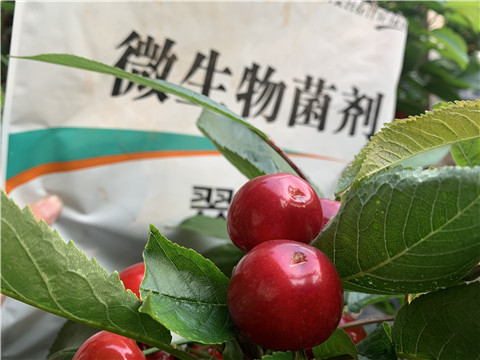 微生物菌劑，拉姆拉，翠姆