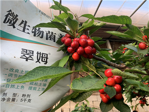 微生物菌劑，拉姆拉，翠姆