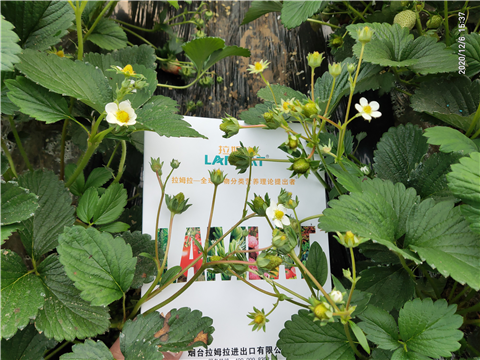 水溶肥，拉姆拉，翠姆