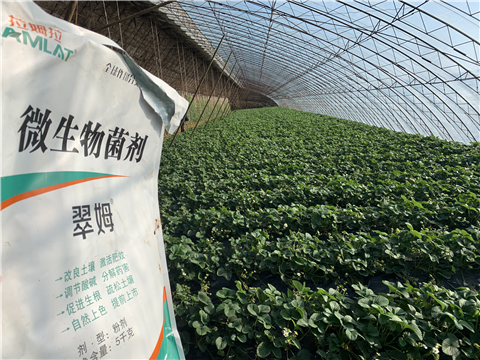 水溶肥，拉姆拉，翠姆