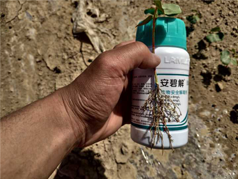 水溶肥，拉姆拉，翠姆