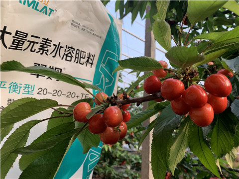 大量元素水溶肥，拉姆拉，翠姆