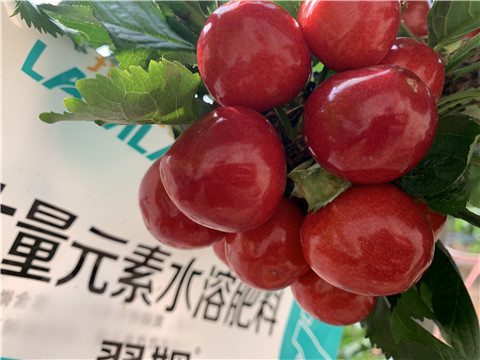 大量元素水溶肥，拉姆拉，翠姆