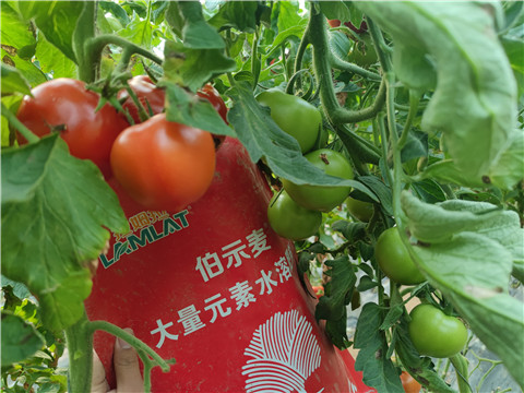 水溶肥，拉姆拉，伯示麥