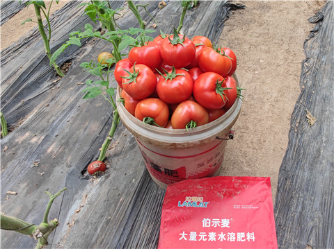 水溶肥，拉姆拉，伯示麥