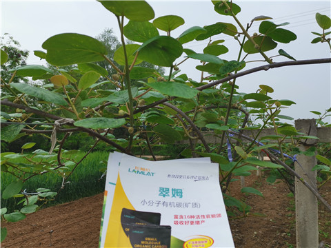 小分子有機碳，拉姆拉，翠姆