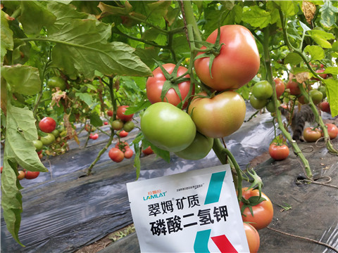 磷酸二氫鉀，拉姆拉，翠姆