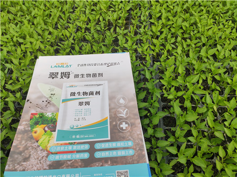 水溶肥，拉姆拉，翠姆