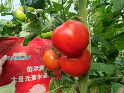 水溶肥，拉姆拉，伯示麥 
