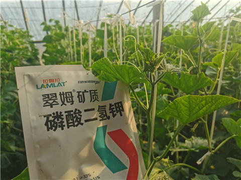 水溶肥，拉姆拉，翠姆