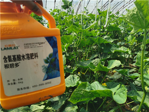 水溶肥，拉姆拉，翠姆