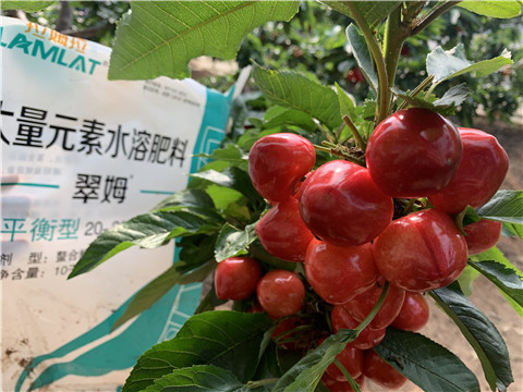 水溶肥，拉姆拉，翠姆