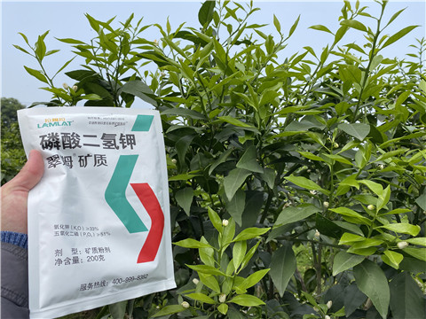 葉面肥，拉姆拉，翠姆