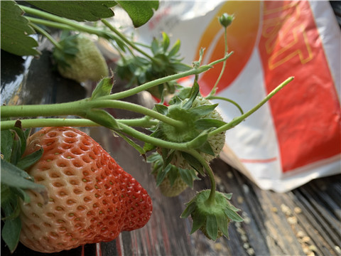 草莓施肥管理，拉姆拉，翠姆